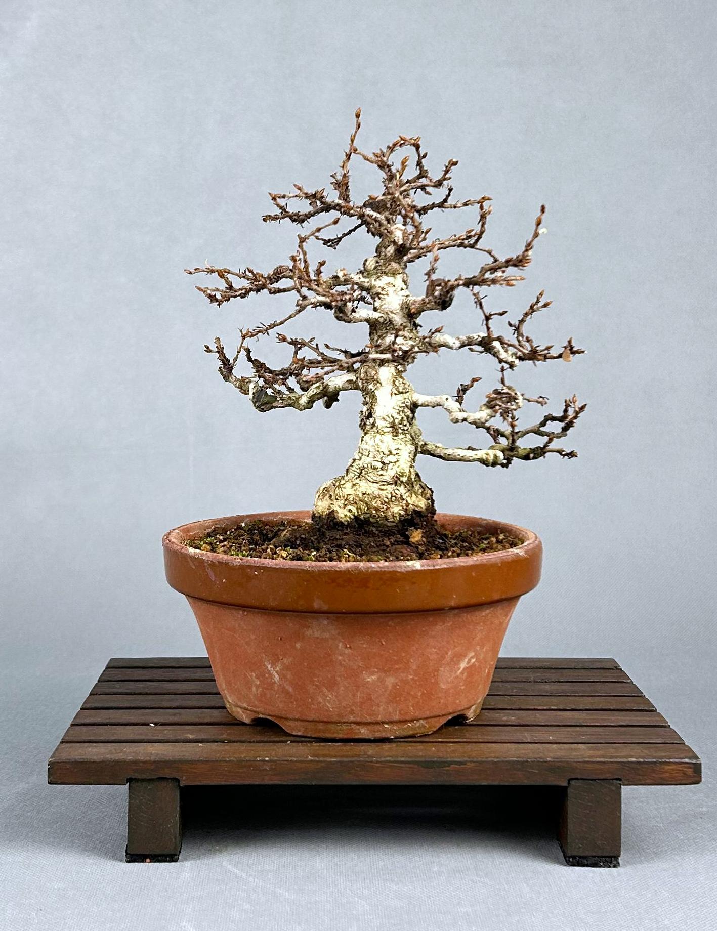 CARPE COREANO - Image 3